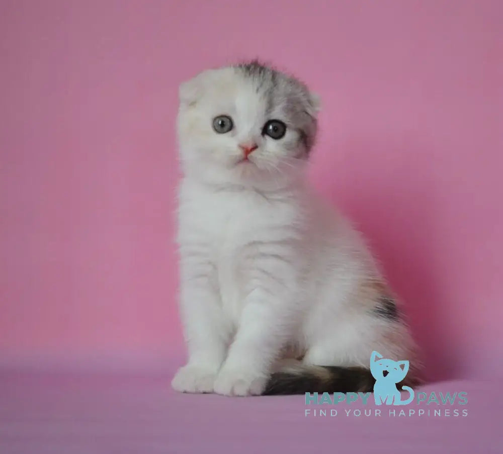 Mira Scottish Fold female black tortie silver harlequin live animals