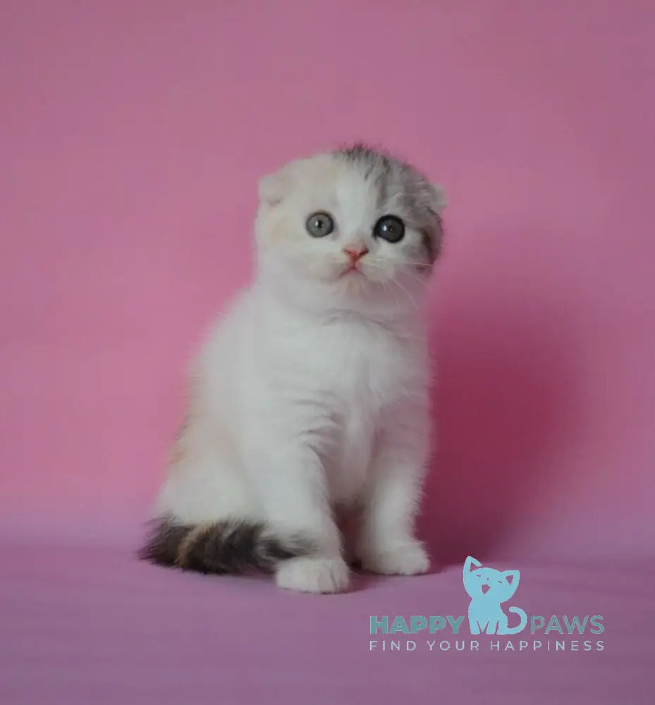 Mira Scottish Fold female black tortie silver harlequin live animals