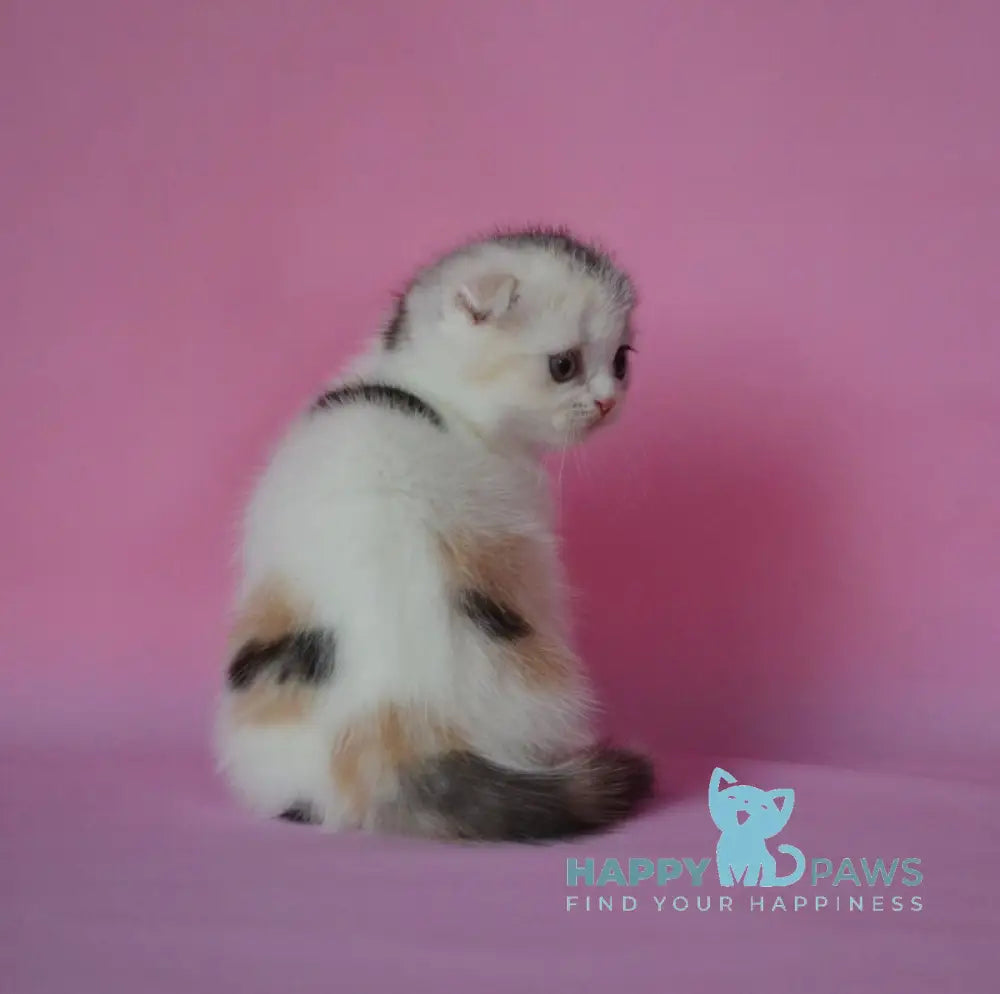 Mira Scottish Fold female black tortie silver harlequin live animals