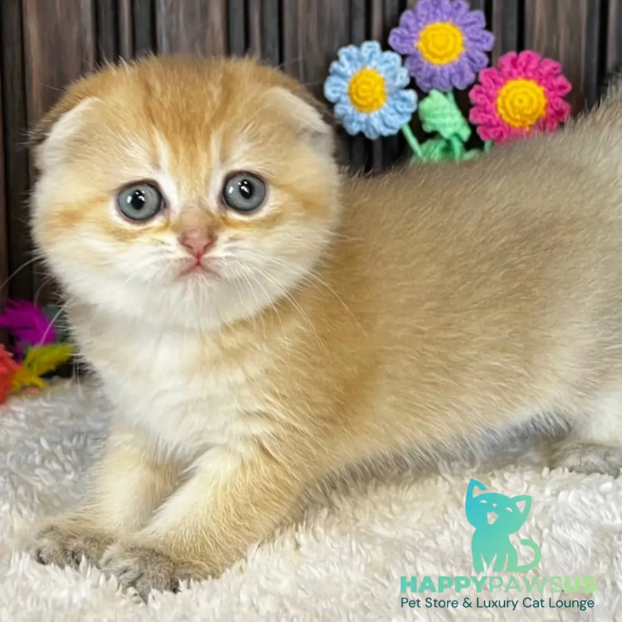 Mirabel Scottish Fold female black golden chinchilla - live animals