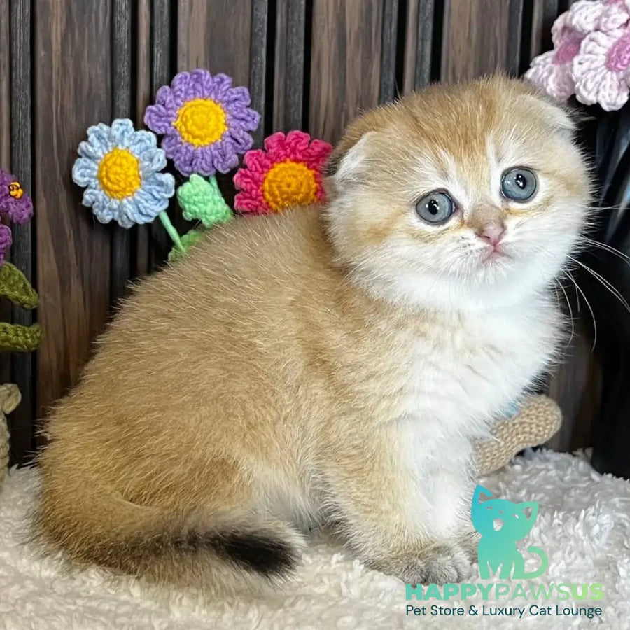 Mirabel Scottish Fold female black golden chinchilla - live animals