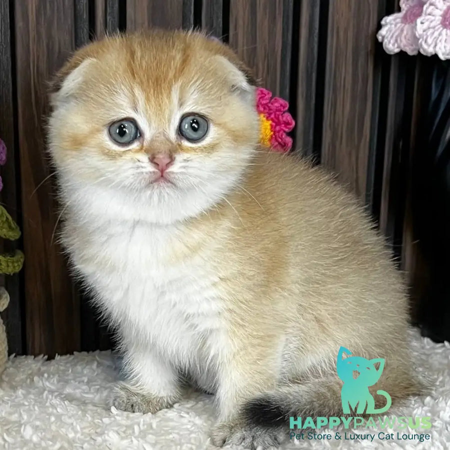 Mirabel Scottish Fold female black golden chinchilla - live animals