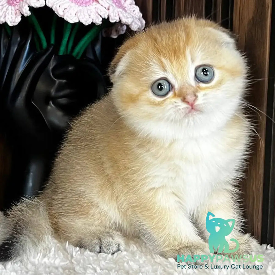 Mirabel Scottish Fold female black golden chinchilla - live animals