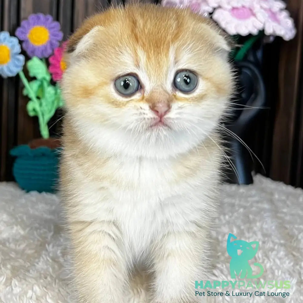 Mirabel Scottish Fold female black golden chinchilla - live animals