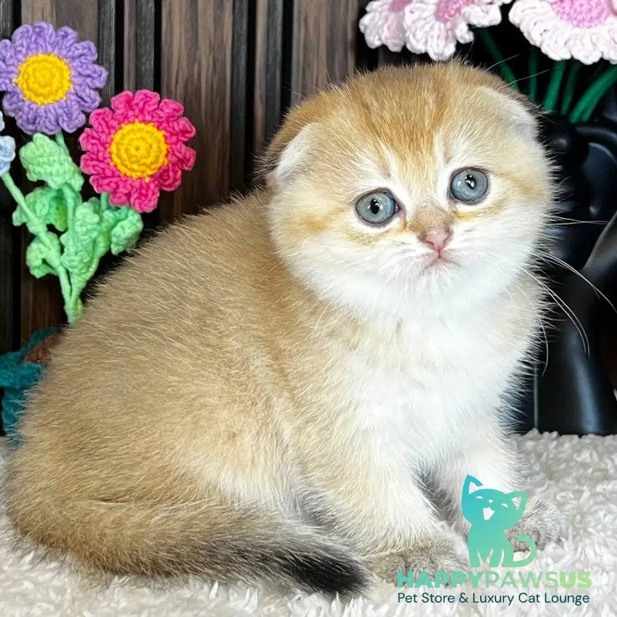 Mirabel Scottish Fold female black golden chinchilla - live animals