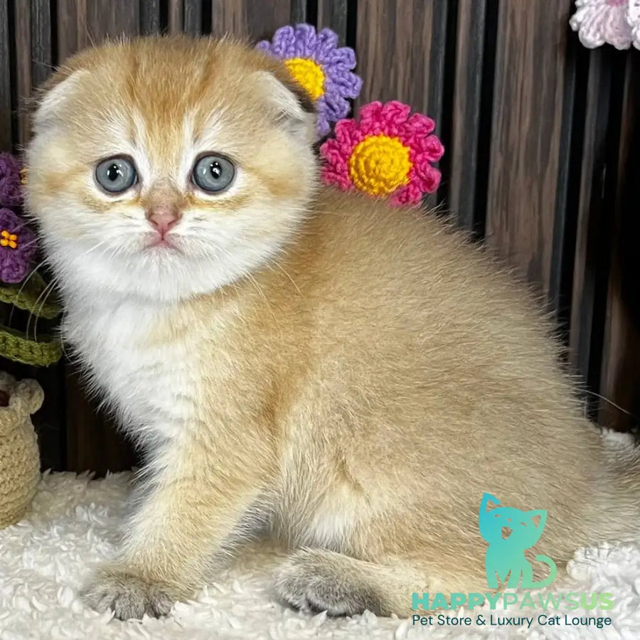 Mirabel Scottish Fold female black golden chinchilla - live animals