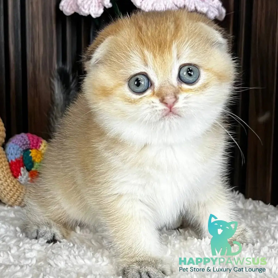 Mirabel Scottish Fold female black golden chinchilla - live animals