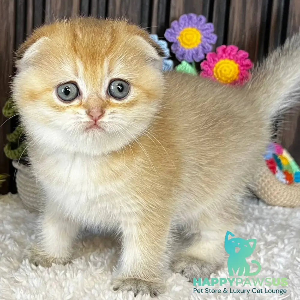 Mirabel Scottish Fold female black golden chinchilla - live animals