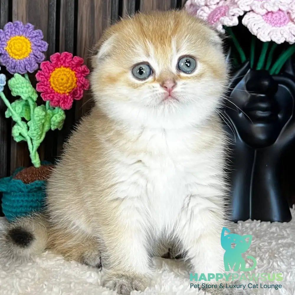 Mirabel Scottish Fold female black golden chinchilla - live animals