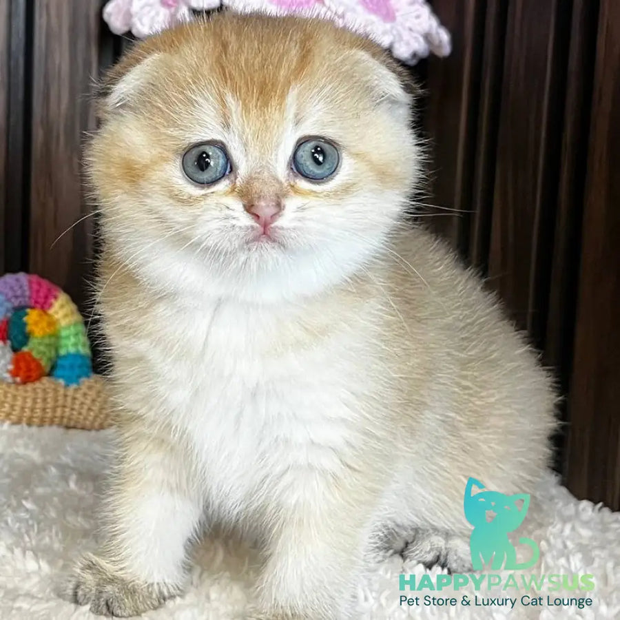 Mirabel Scottish Fold female black golden chinchilla - live animals