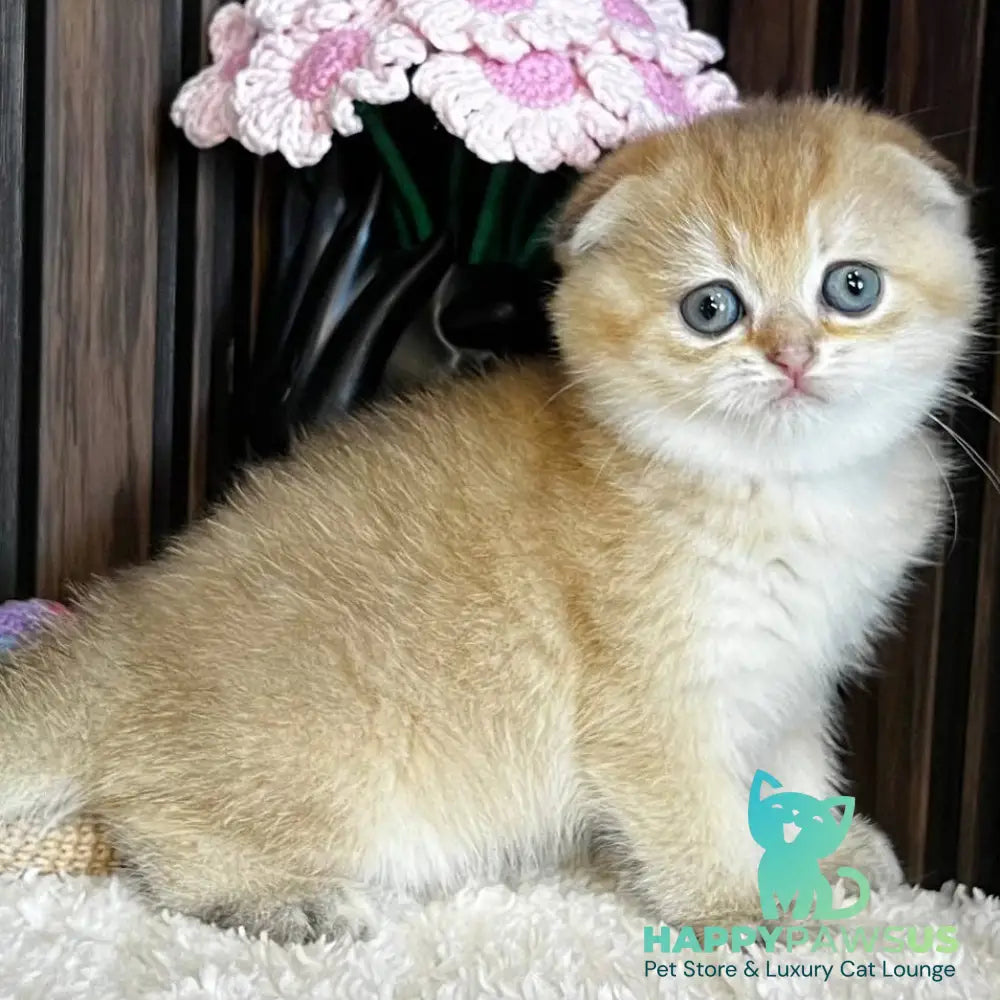 Mirabel Scottish Fold female black golden chinchilla - live animals