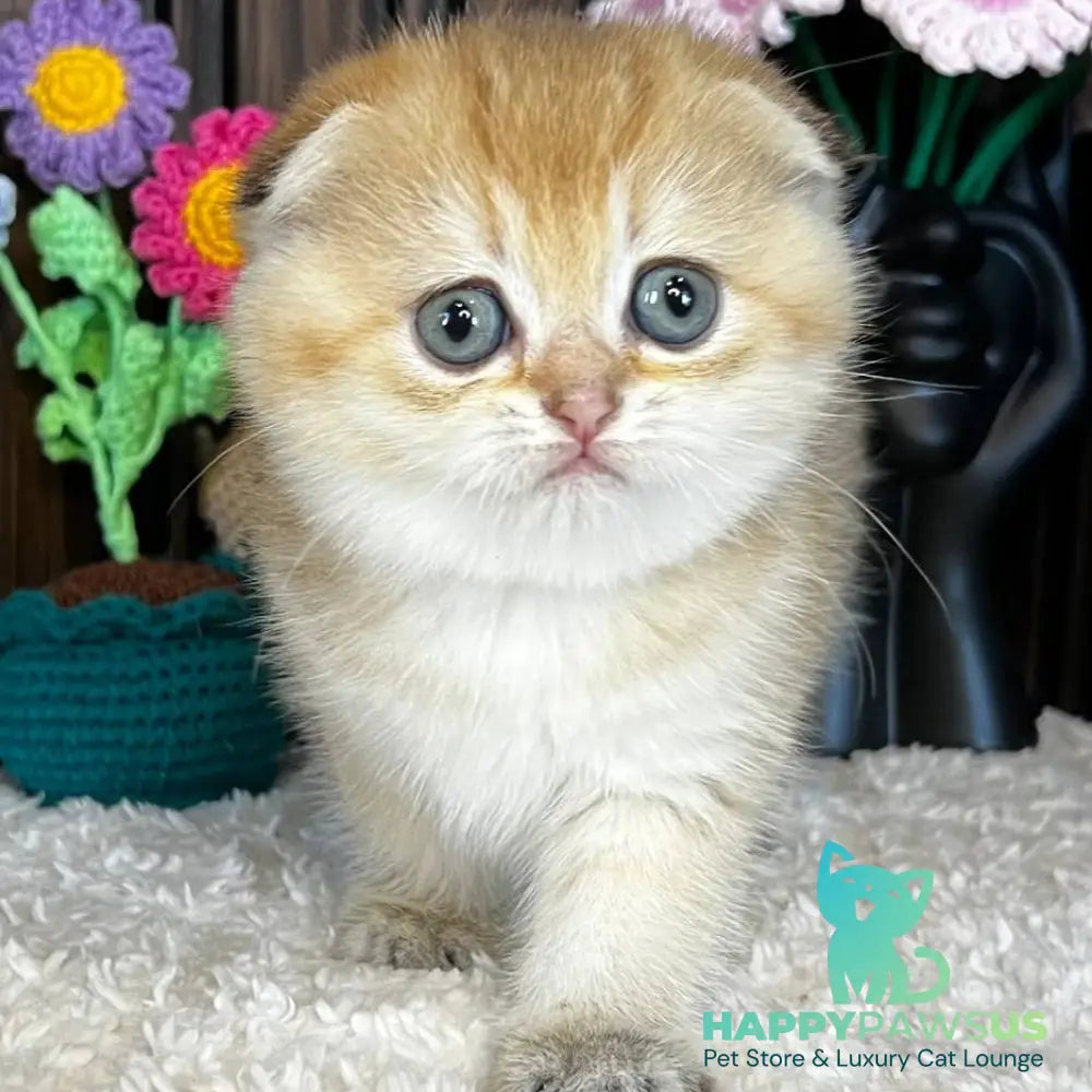 Mirabel Scottish Fold female black golden chinchilla - live animals