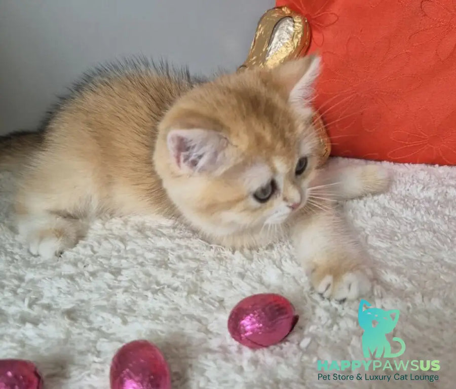 Mirabella British Shorthair female black golden chinchilla - live animals
