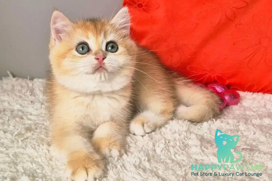 Mirabella British Shorthair female black golden chinchilla - live animals