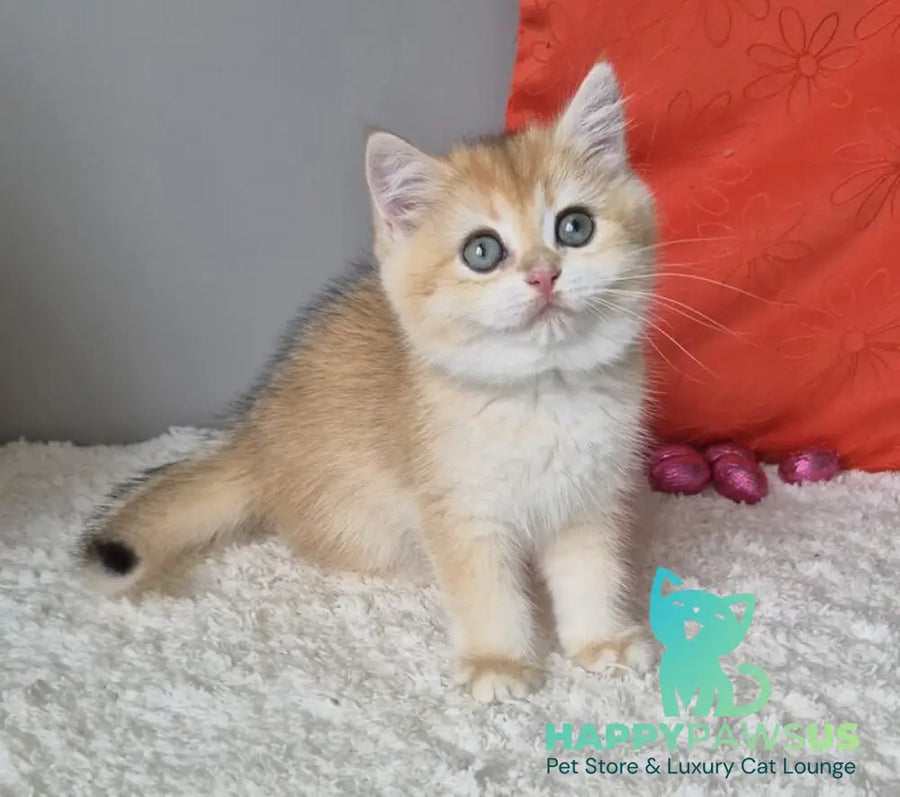 Mirabella British Shorthair female black golden chinchilla - live animals