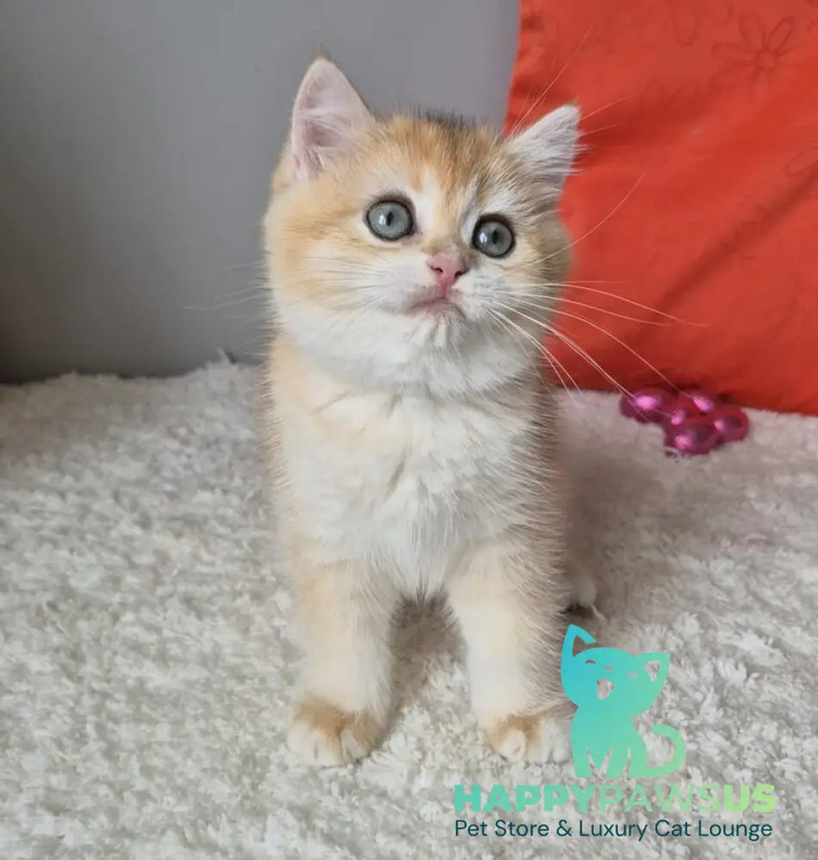 Mirabella British Shorthair female black golden chinchilla - live animals