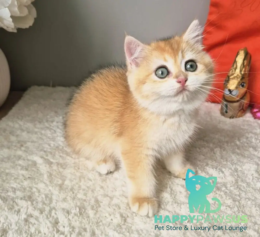 Mirabella British Shorthair female black golden chinchilla - live animals