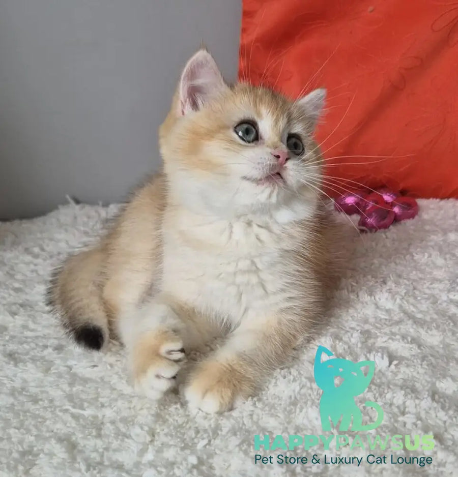 Mirabella British Shorthair female black golden chinchilla - live animals