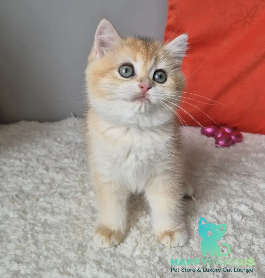 Mirabella British Shorthair female black golden chinchilla - live animals