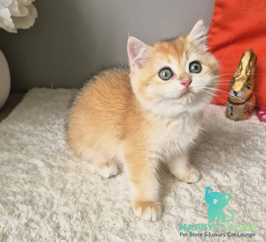 Mirabella British Shorthair female black golden chinchilla - live animals