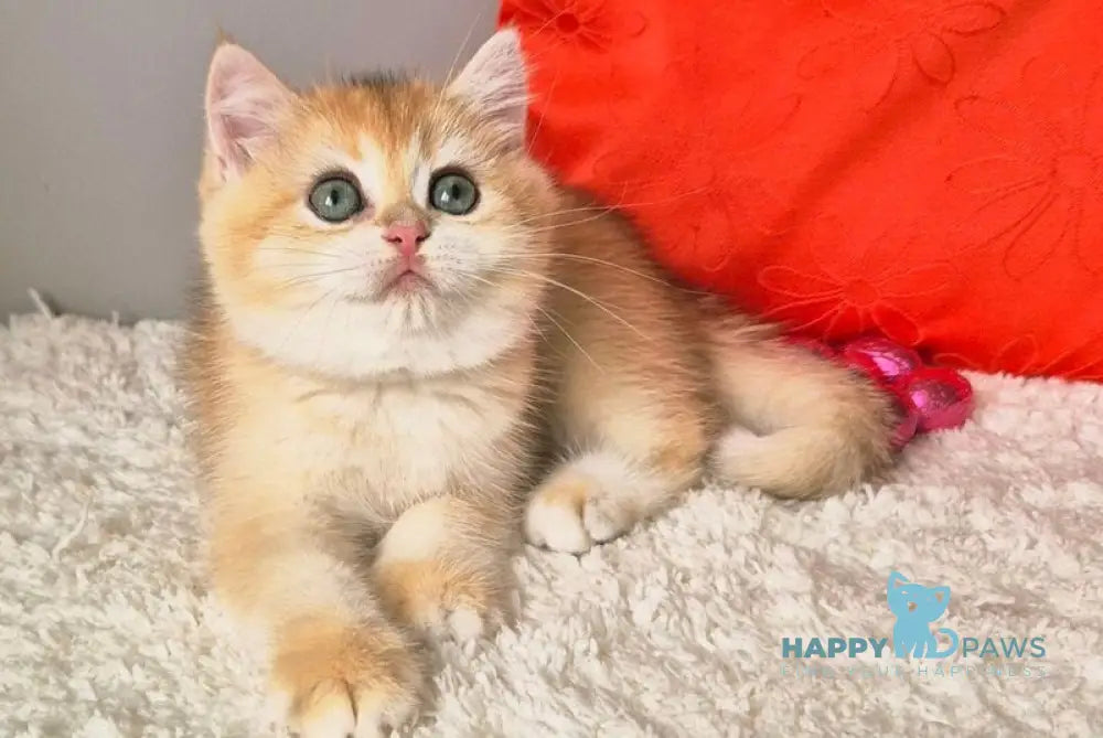Mirabella British Shorthair female black golden chinchilla - live animals