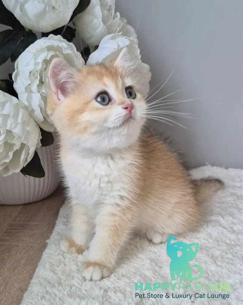 Mirabella British Shorthair female black golden chinchilla - live animals