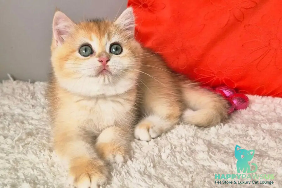 Mirabella British Shorthair female black golden chinchilla - live animals