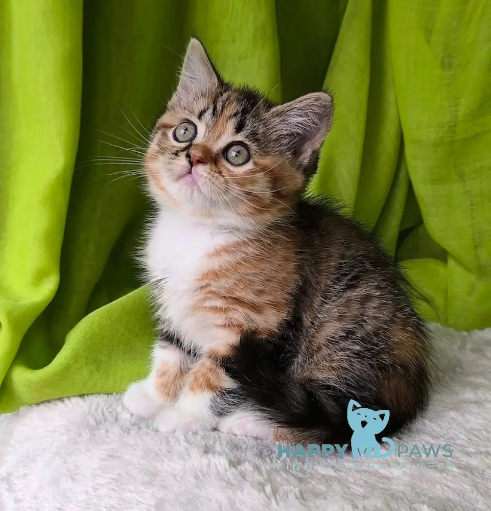 Miracle Scottish Straight female black tortie spotted tabby bicolour live animals