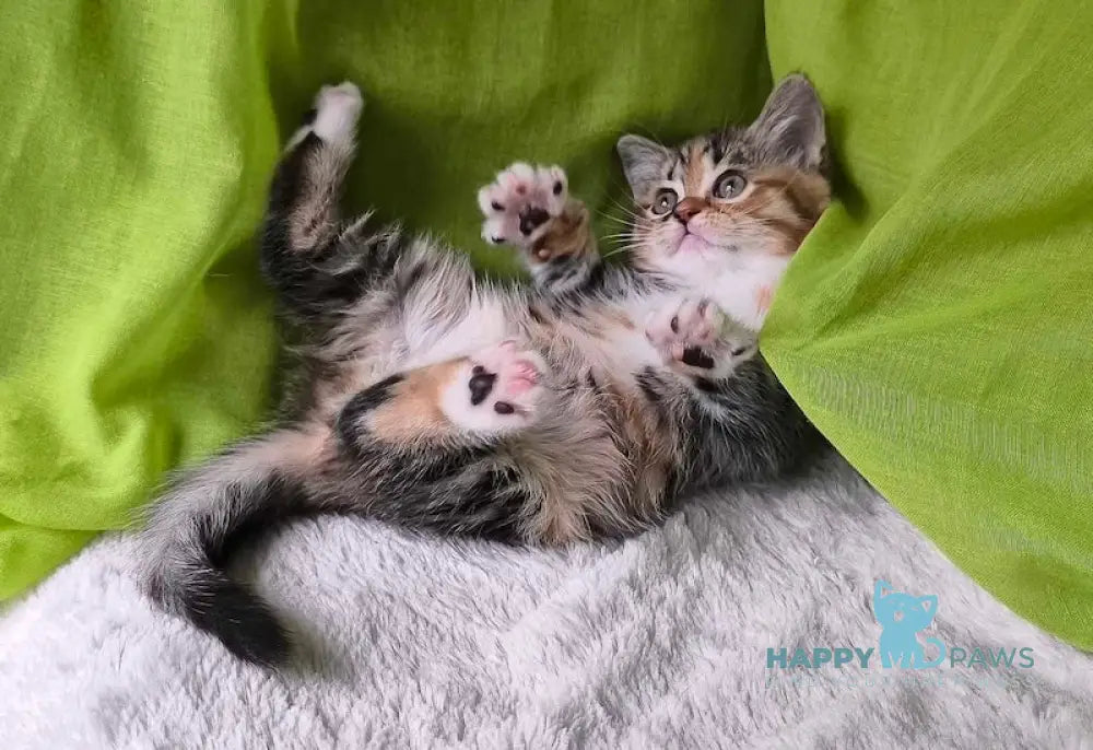 Miracle Scottish Straight female black tortie spotted tabby bicolour live animals