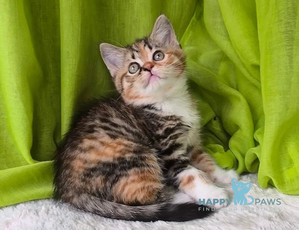 Miracle Scottish Straight female black tortie spotted tabby bicolour live animals