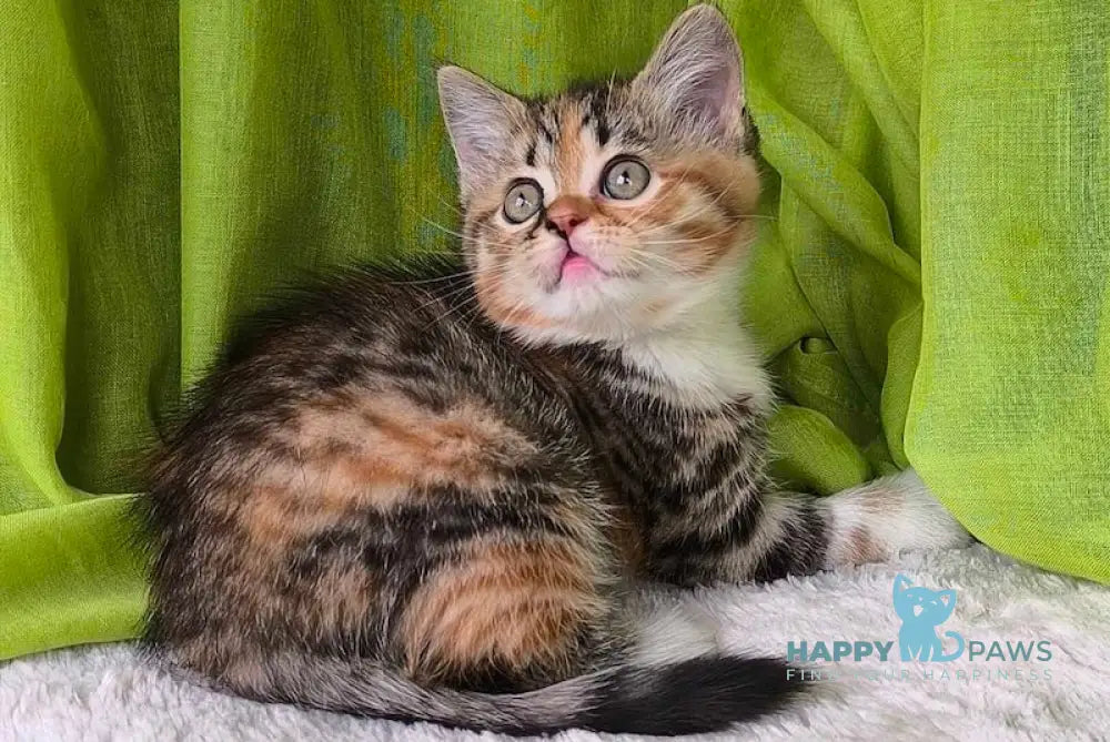 Miracle Scottish Straight female black tortie spotted tabby bicolour live animals