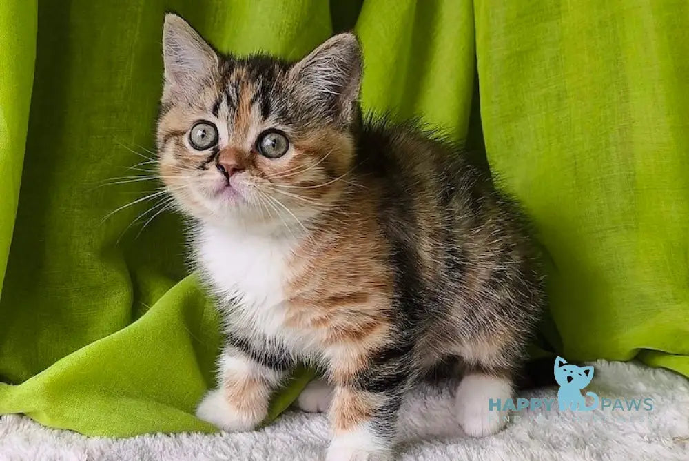 Miracle Scottish Straight female black tortie spotted tabby bicolour live animals