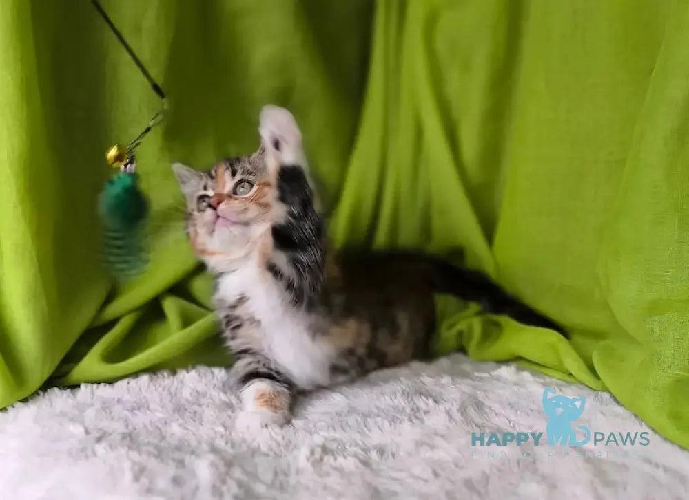 Miracle Scottish Straight female black tortie spotted tabby bicolour live animals