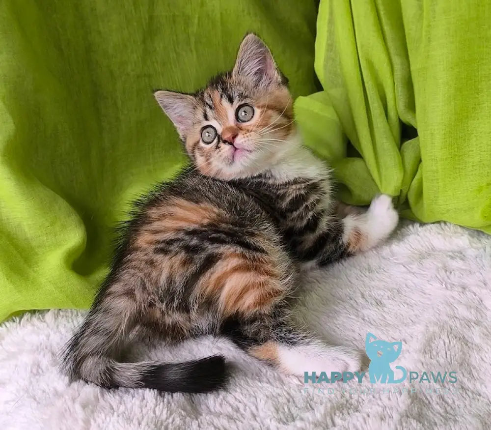 Miracle Scottish Straight female black tortie spotted tabby bicolour live animals