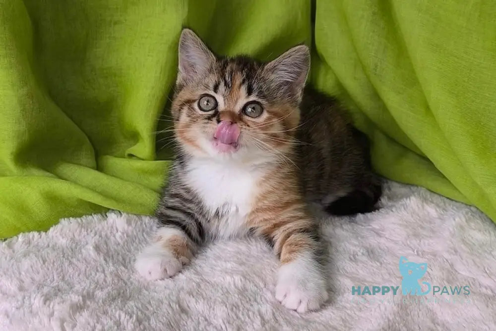 Miracle Scottish Straight female black tortie spotted tabby bicolour live animals