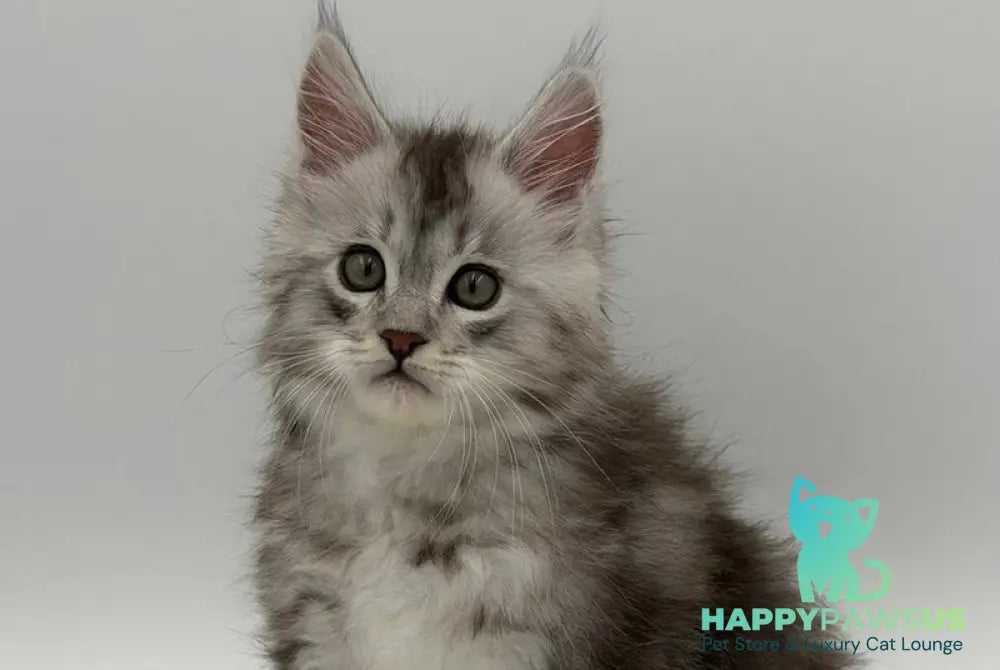 Mirage Maine Coon male blue silver with white - live animals