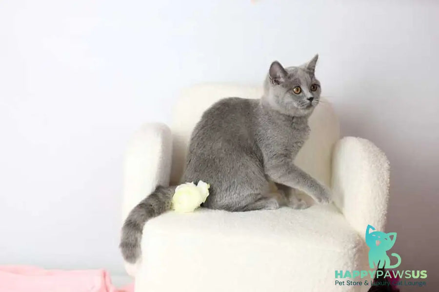 Miranda British Shorthair female blue - live animals