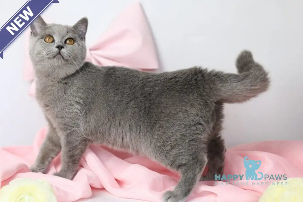 Miranda British Shorthair female blue - live animals