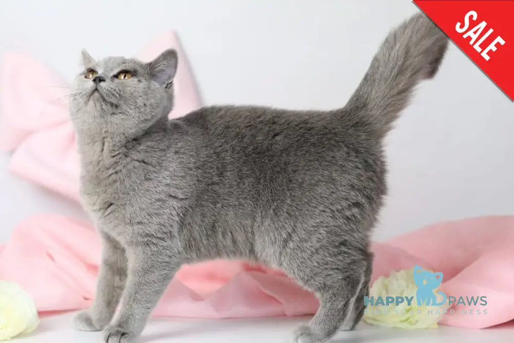 Miranda British Shorthair female blue - live animals