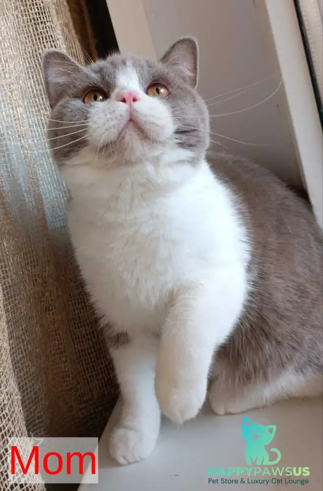 Miranda British Shorthair female blue - live animals