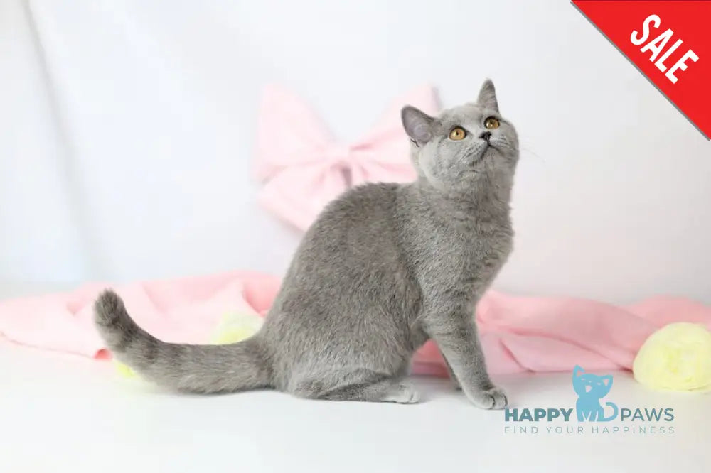 Miranda British Shorthair female blue - live animals