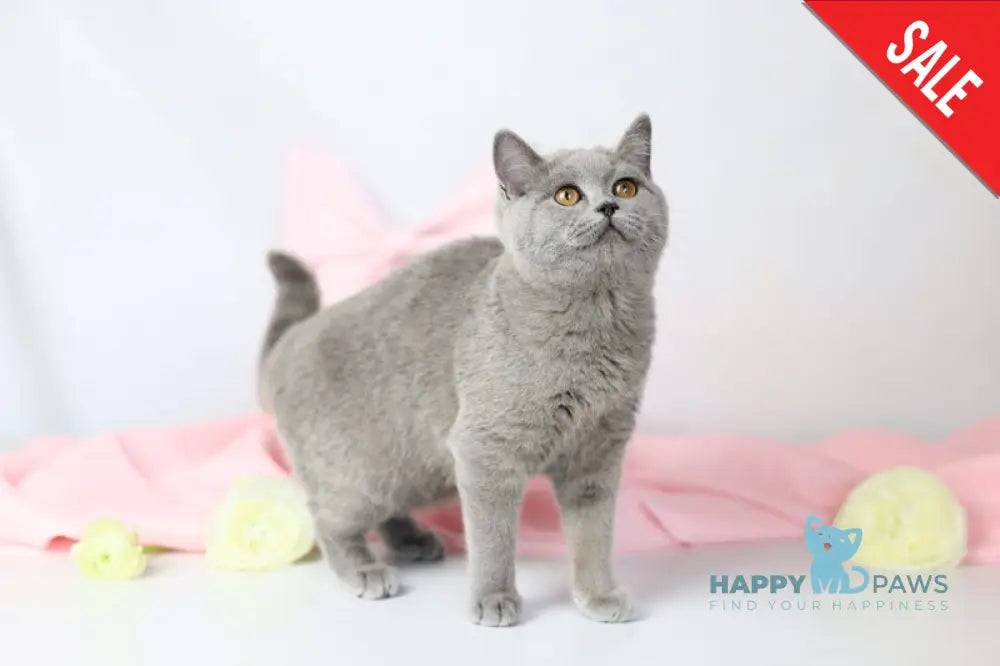 Miranda British Shorthair female blue - live animals