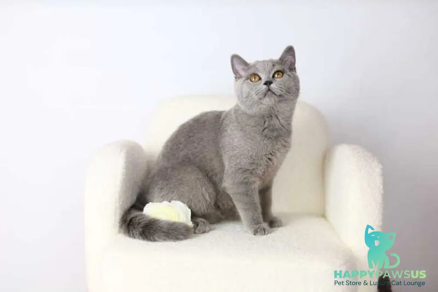 Miranda British Shorthair female blue - live animals