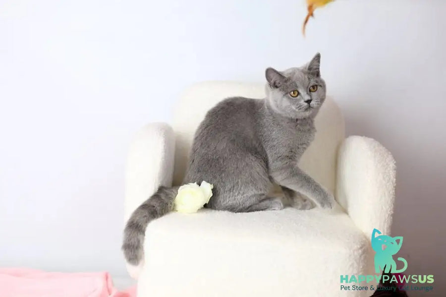 Miranda British Shorthair female blue - live animals