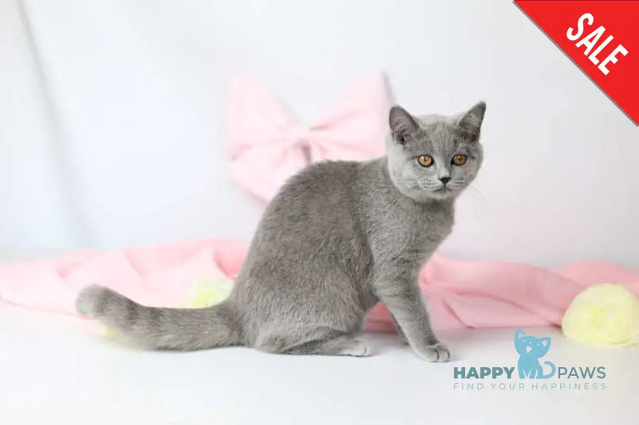 Miranda British Shorthair female blue - live animals