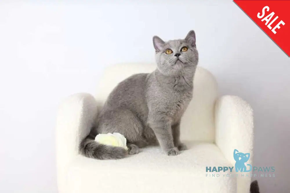 Miranda British Shorthair female blue - live animals