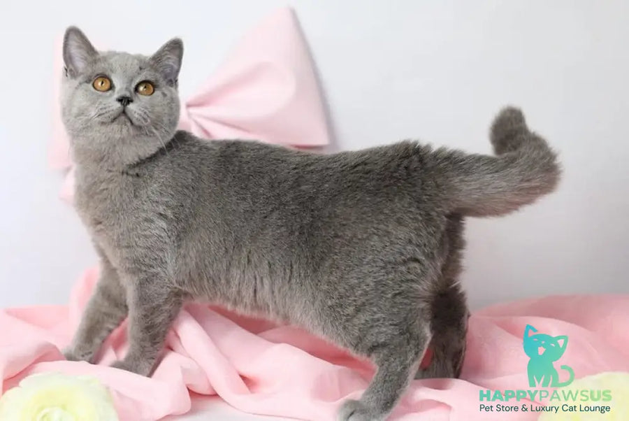 Miranda British Shorthair female blue - live animals