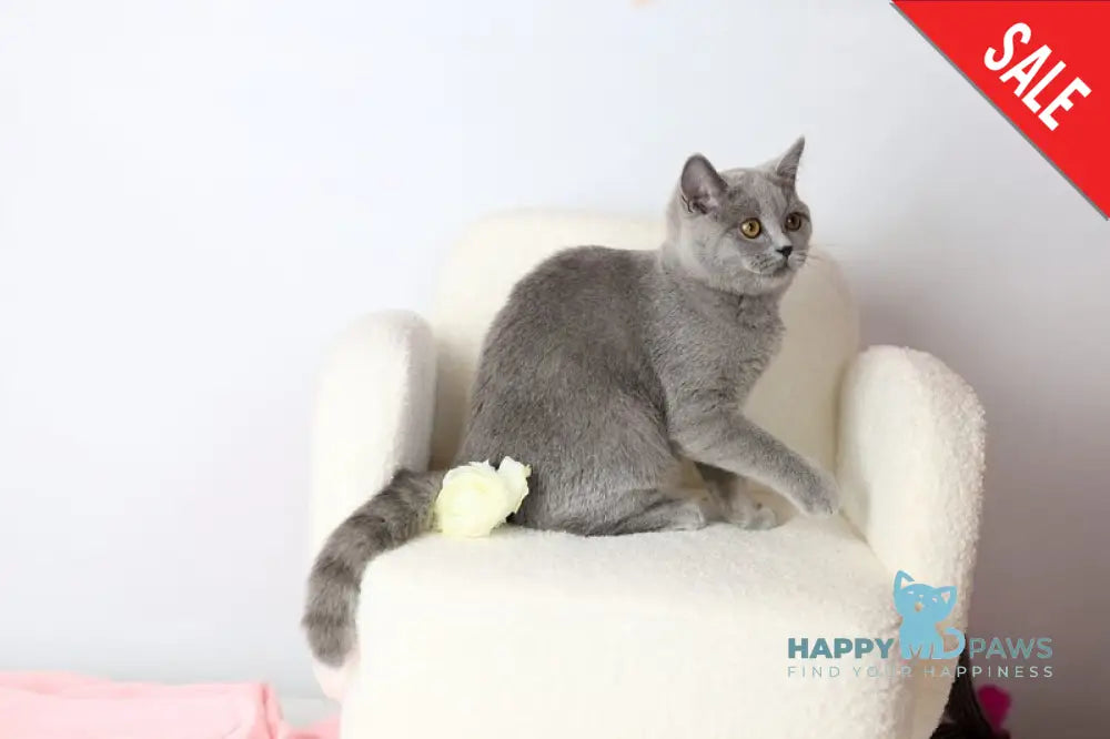 Miranda British Shorthair female blue - live animals