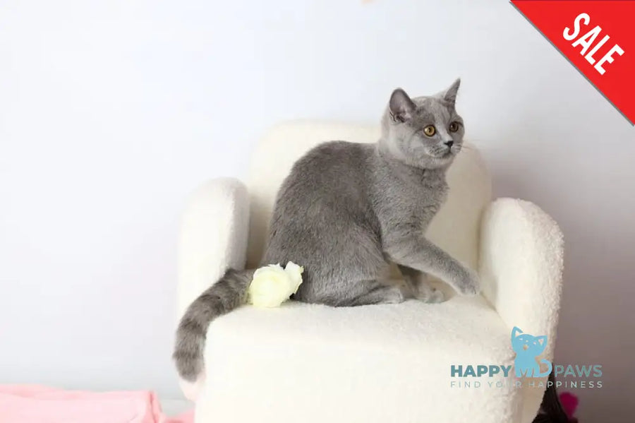 Miranda British Shorthair female blue - live animals