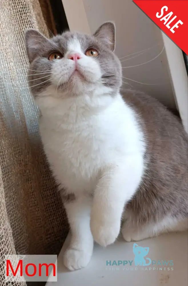 Miranda British Shorthair female blue - live animals